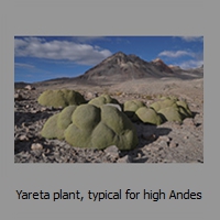 Yareta plant, typical for high Andes
